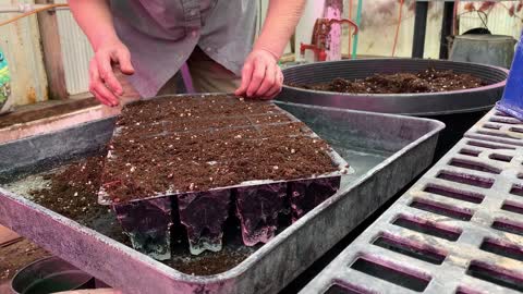 Readying Plant Trays for Seeds