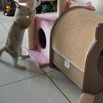 Rescue Kitten: I foster Miss Marble (Cute and Active)