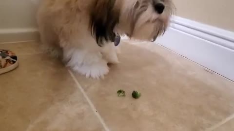 Gracie eating broccoli ASMR