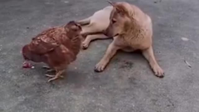 Try not to Laugh | Funny chicken steal dogs food. The chase is on.