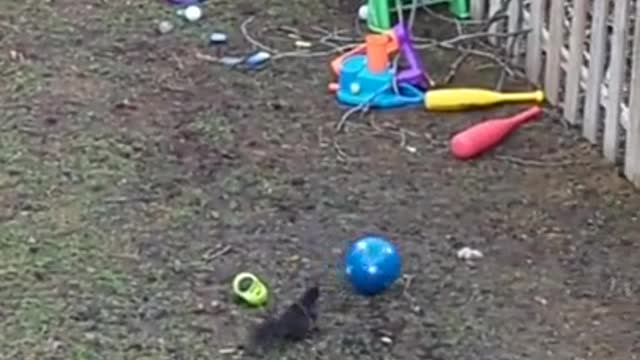 Black Squirrelals