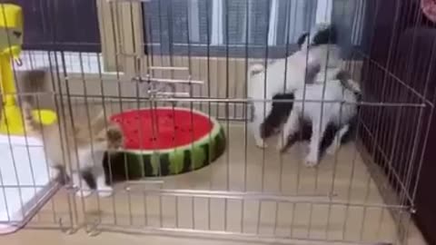 2 PUPPY VS 1 KITTEN