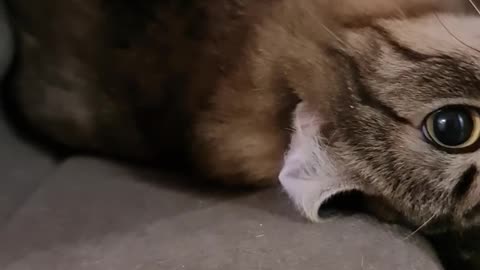 😺 cat video image