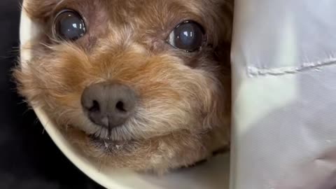 Do you want to eat dog