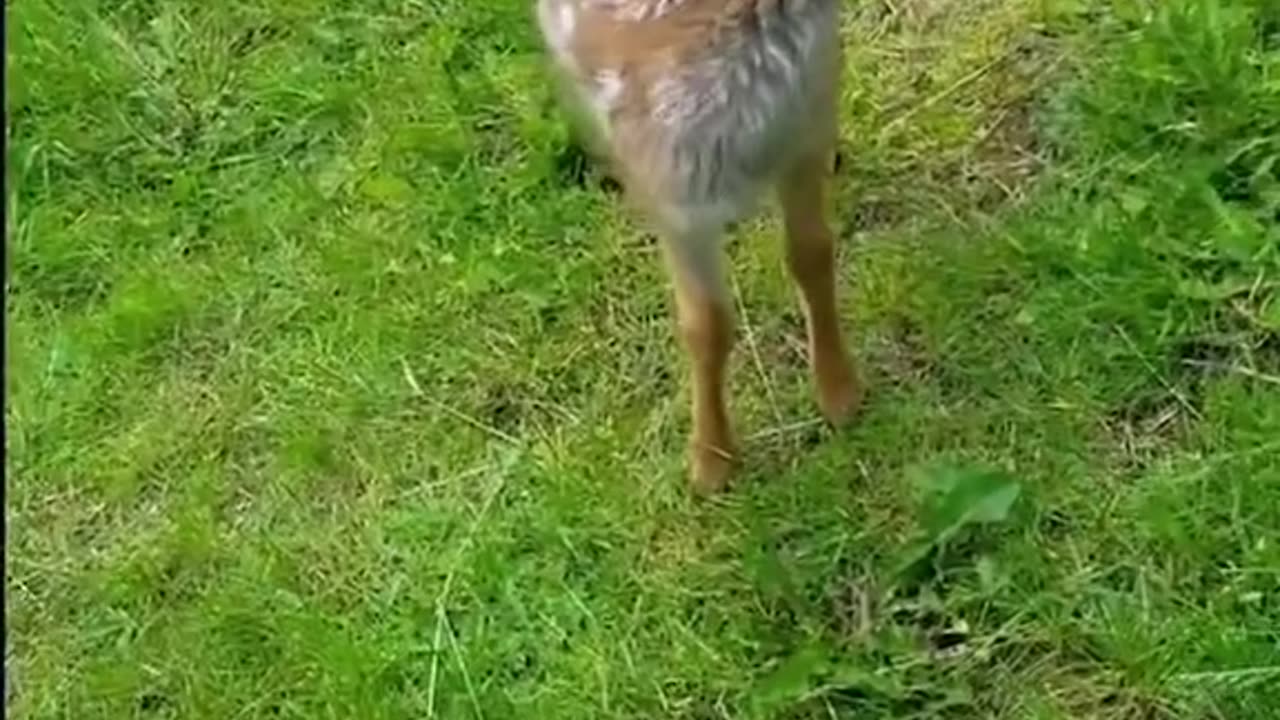 Baby deer rescued from water and the ending #deer