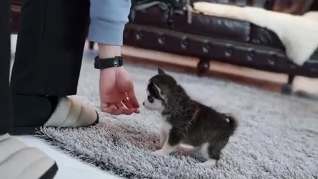 Micro Husky Puppy ''Real'' (Video used by scammers to sell lookalike toys!)