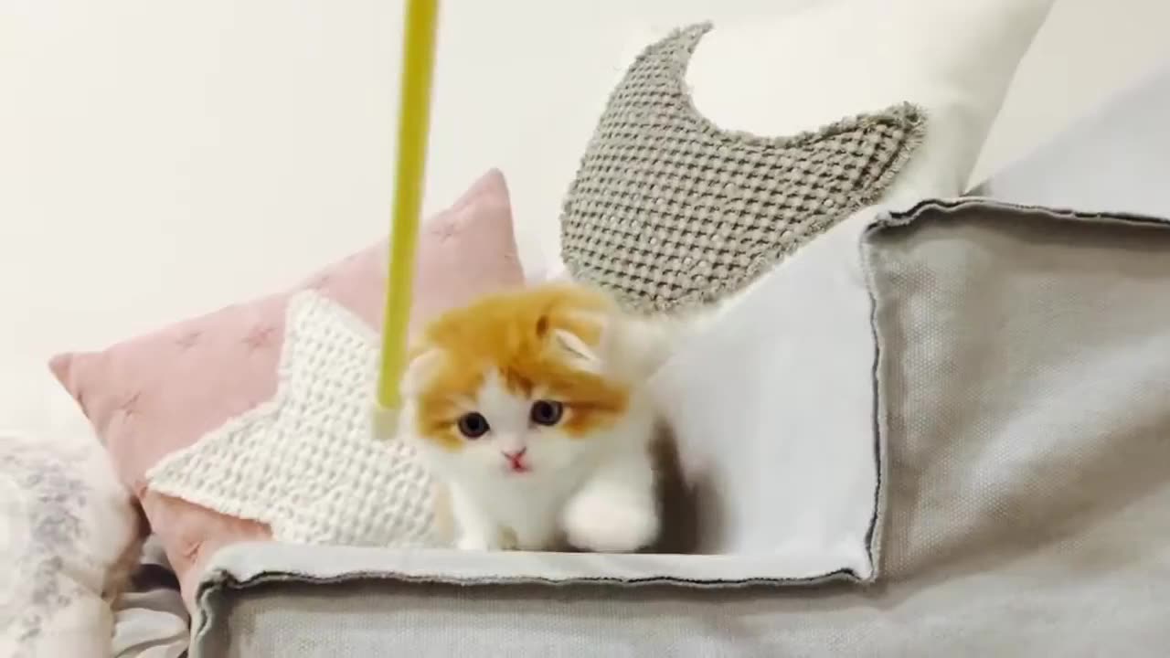 funny cat playing