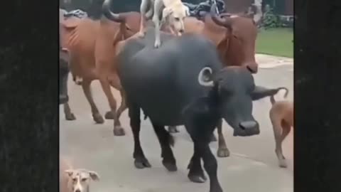Dog stand with a bafhelo