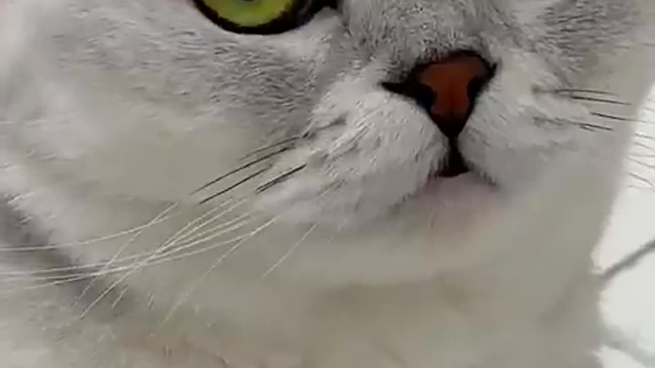 Cute funny animals
