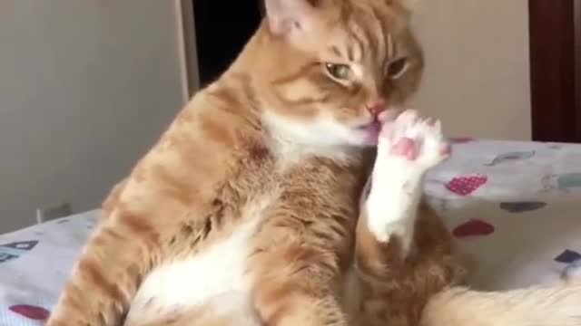 cute animals #shorts cats