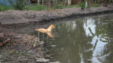 Dog n the river