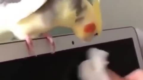 Cute bird's voice so funny