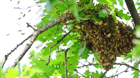 Пасека #56 Apiary #56 How to store spare queens in winter? Guarantee about 100%.Apiary.Beekeeping
