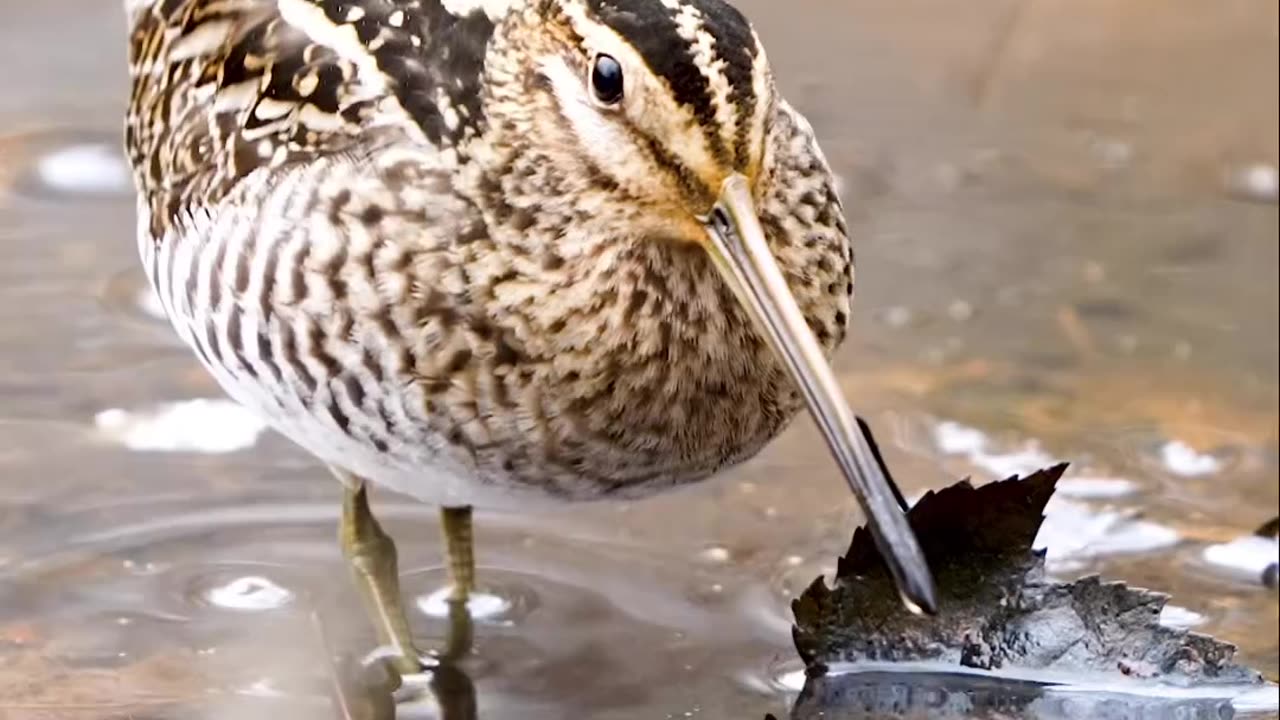 See how bird dance on beat