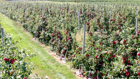 Garwood Orchards Tour Must See Trees Overloaded With Apples 4K Drone Footage