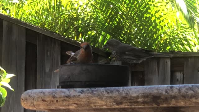 Common House Finch’s happy