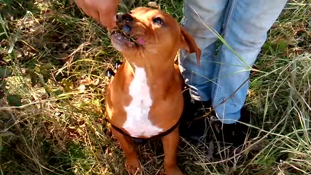 A dog loves grapes