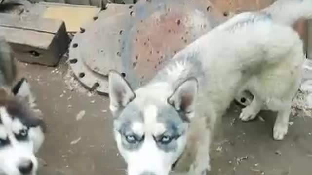 Two beautiful husky😍