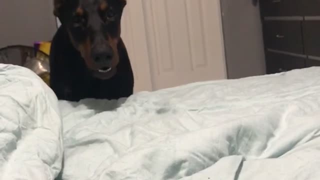 Very Vocal Doberman Talks Back