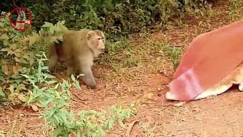 Troll Prank dog & fake Lion and Fake Tiger Prank To dog | Videos Troll 2022