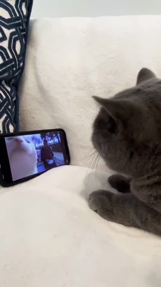 Silly cat adorable reaction to see song video