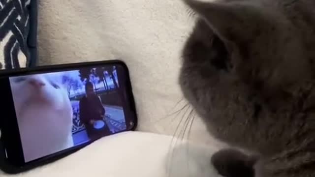 Silly cat adorable reaction to see song video