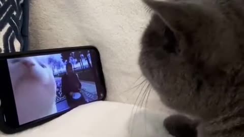 Silly cat adorable reaction to see song video