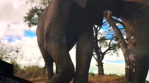 3D video view in elephant || #nature #elephant #3d #trending