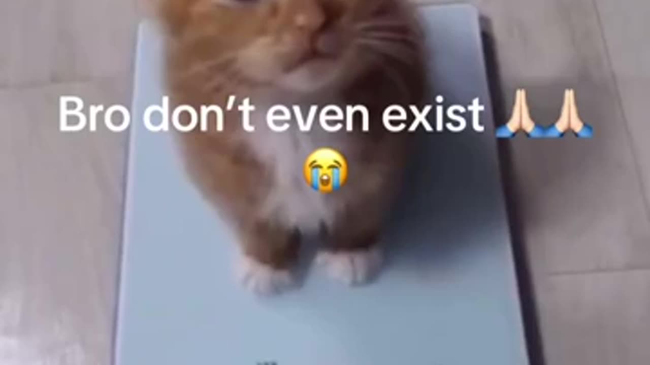 Funny Cat Videos :)