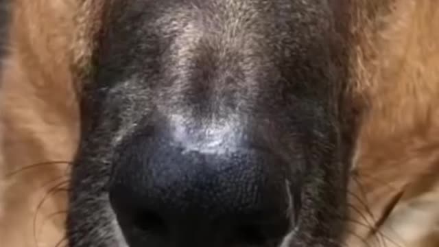 Funny dogs