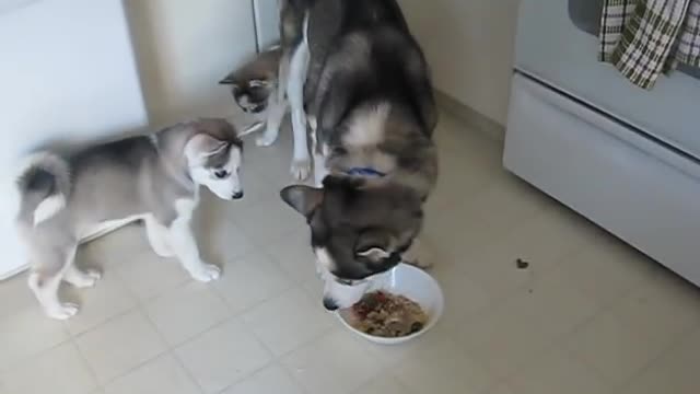 Siberian Husky Puppy tries to steal food from Dad, Brother warns her