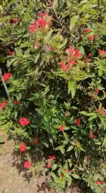 beauty of the flower gardene