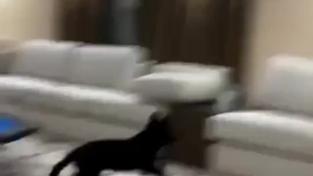 Immigrants when they see dog