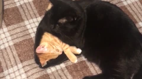 Cute Kitties Cuddle At Bedtime