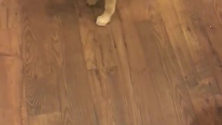 Puppy chasing her own tail