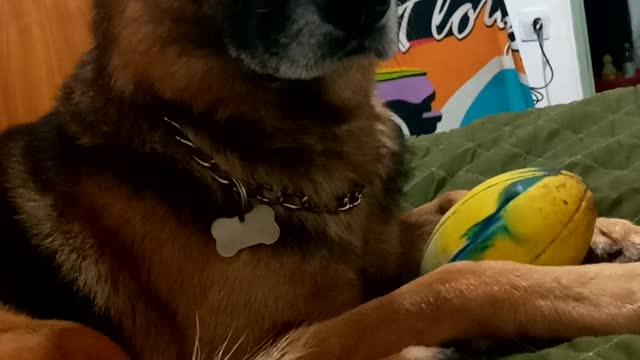 German shepherd gets angry when he hears he will be replaced