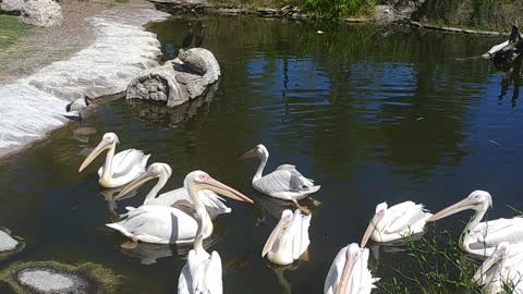 Pelican swimming