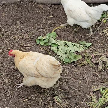 OMC! Two fantastic and adorable chickens! #chickens #adorable #two #backyardchickens #shorts #hens