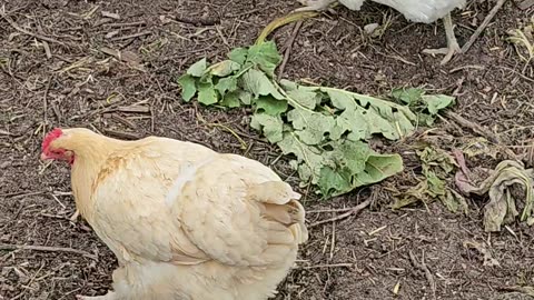 OMC! Two fantastic and adorable chickens! #chickens #adorable #two #backyardchickens #shorts #hens