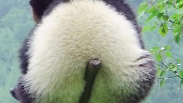 Wow 🥰Amazing Cute Panda - Supper Funniest Panda 🐼 Part143