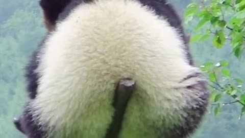 Wow 🥰Amazing Cute Panda - Supper Funniest Panda 🐼 Part143