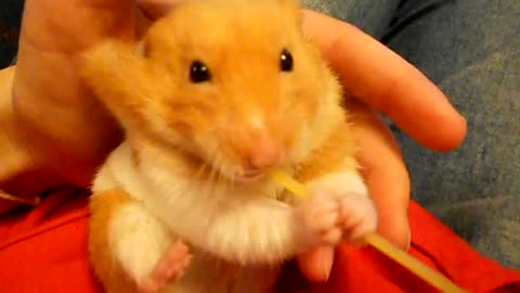 Hamster Snacks on spaghetti!