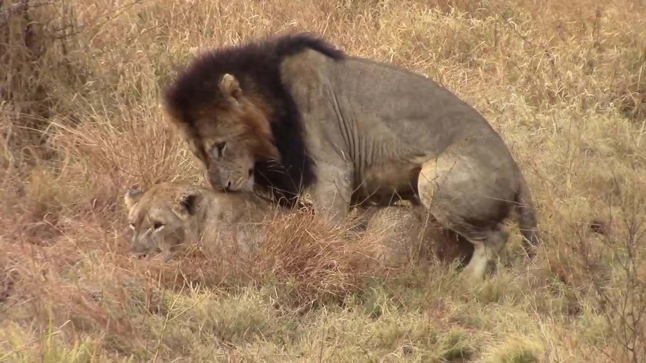 Mating Lions (1)