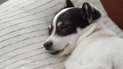 Very cute dog smiling while sleeping