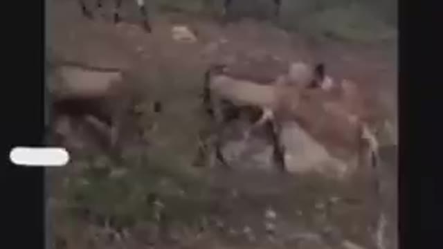 Rwanda goats - Is this a joke???