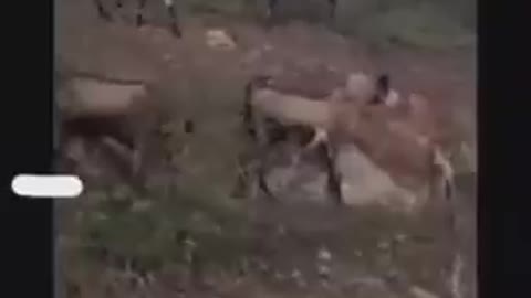 Rwanda goats - Is this a joke???