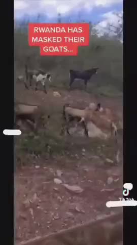 Rwanda goats - Is this a joke???