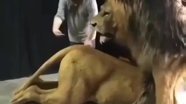 Cute animal behavior makes you happy