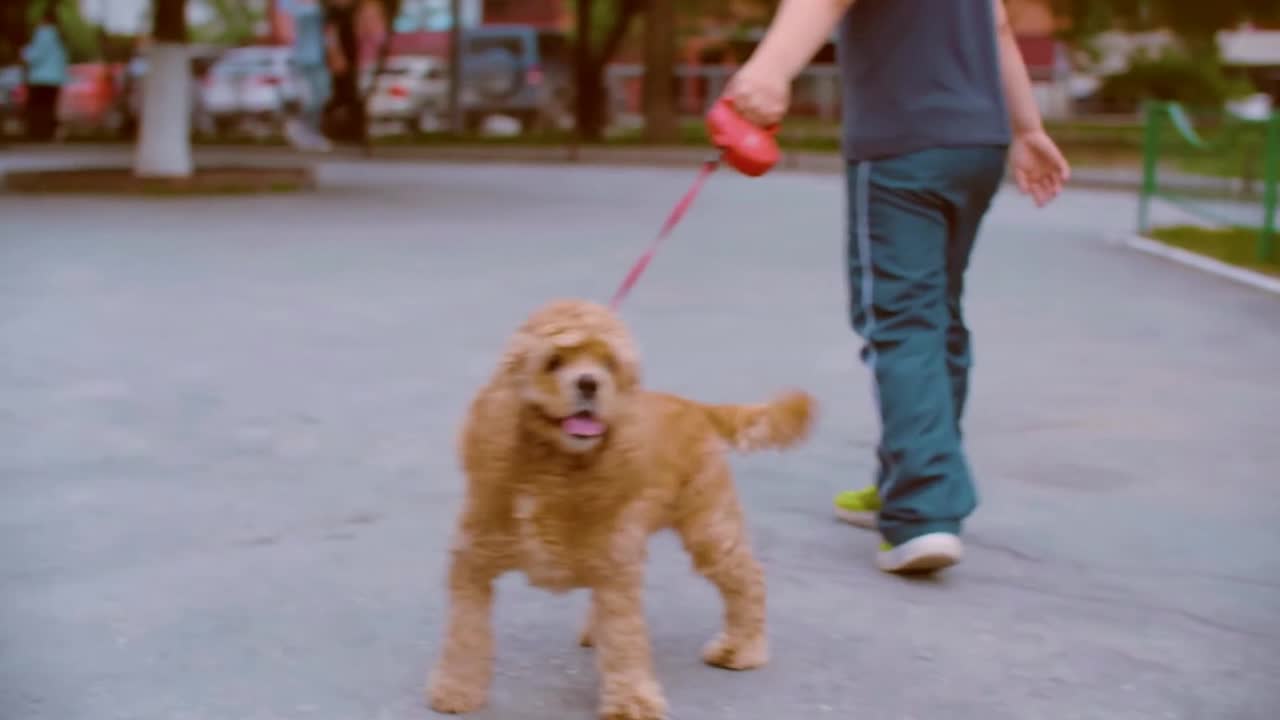 This Adorable Little Dog Going Out For A Walk With Owner!