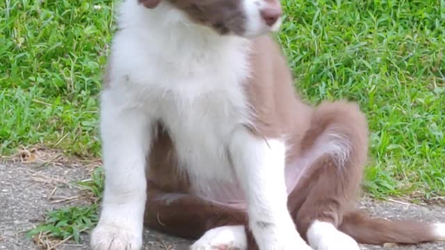 ABCA PUPPIES